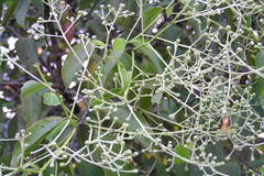 Cinnamomum malabatrum